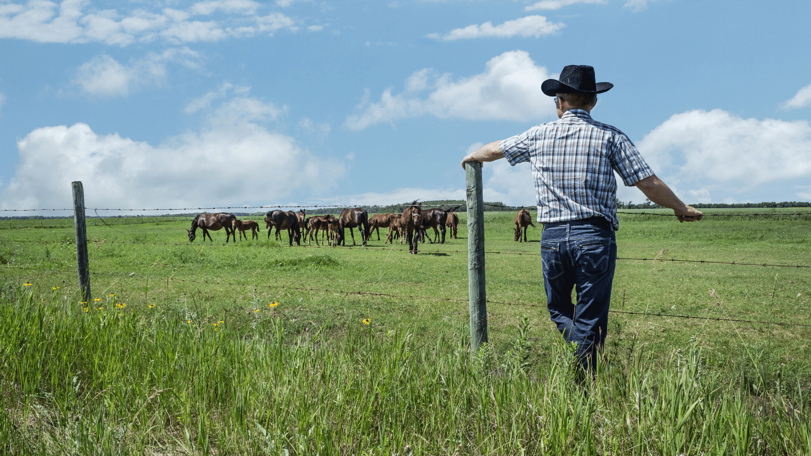 Man standing in field looking out at cows on a sunny day